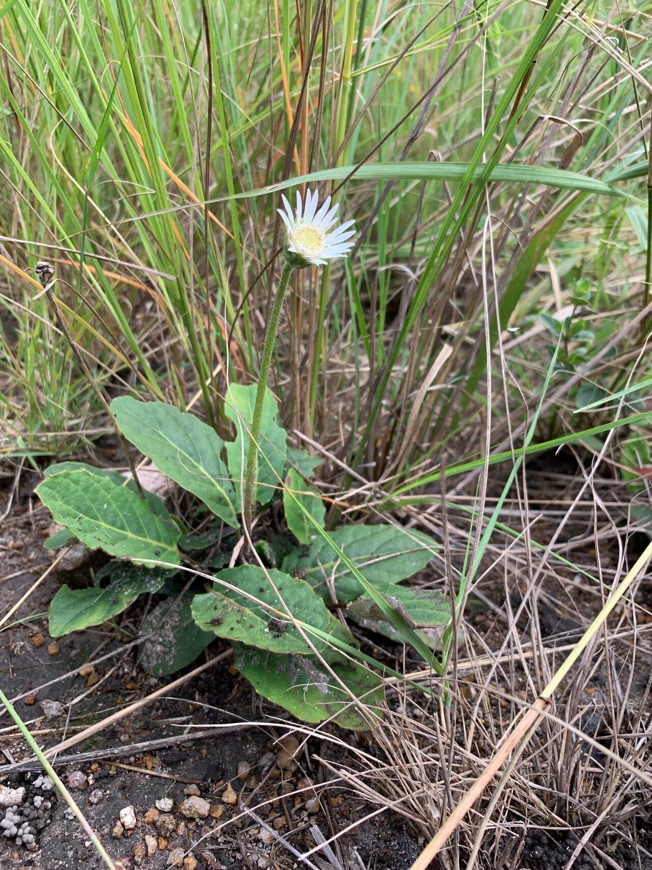 Gerbera ambigua habit