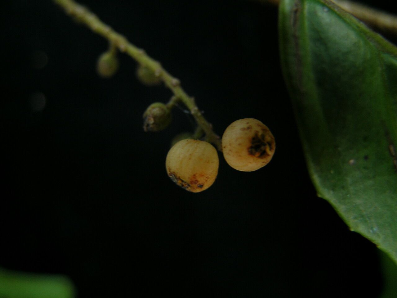 Maesa montana fruit