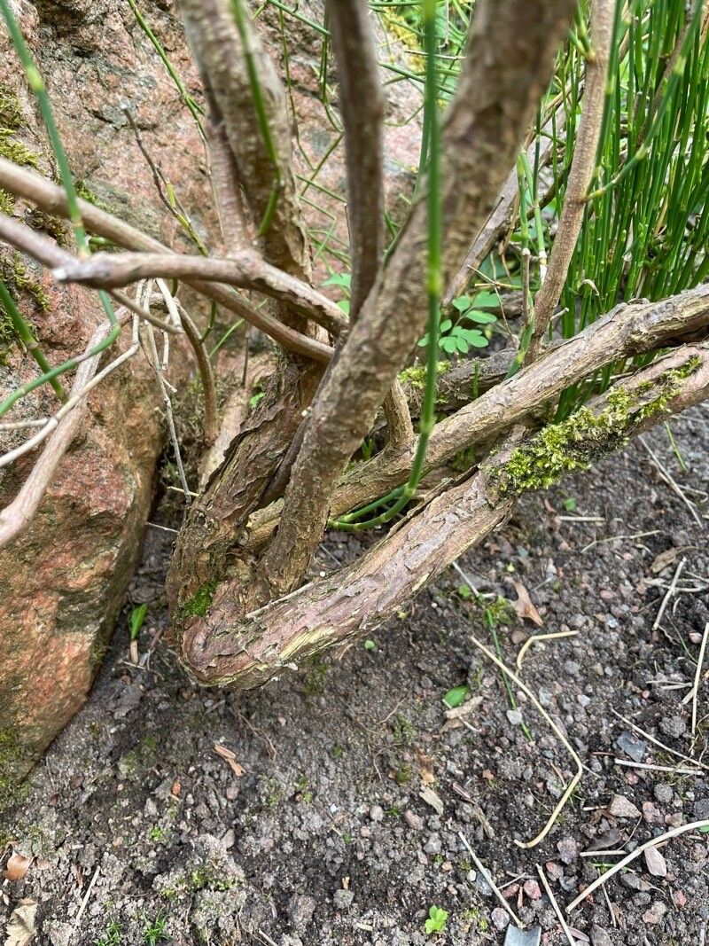 Ephedra distachya subsp. helvetica bark