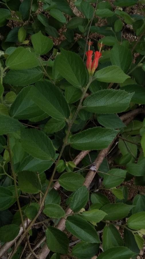 Helicteres guazumifolia — related species from the same genus