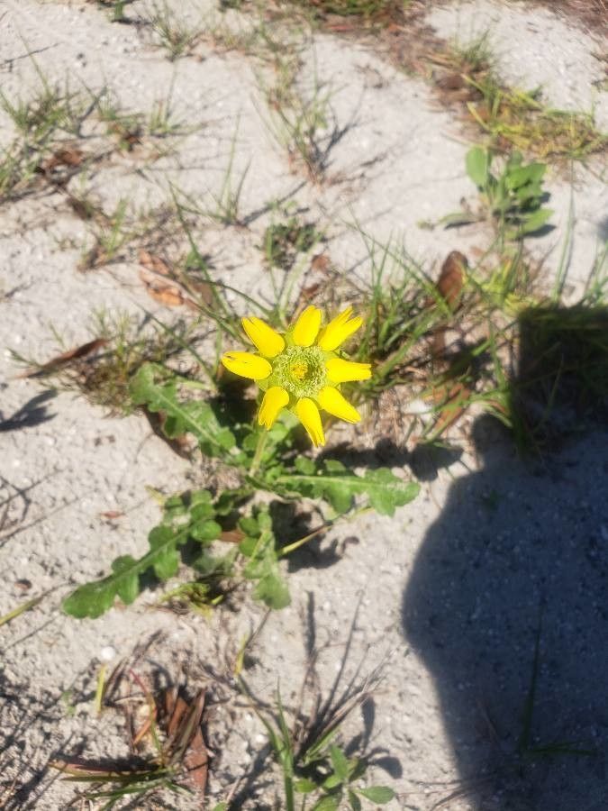 Berlandiera subacaulis flower