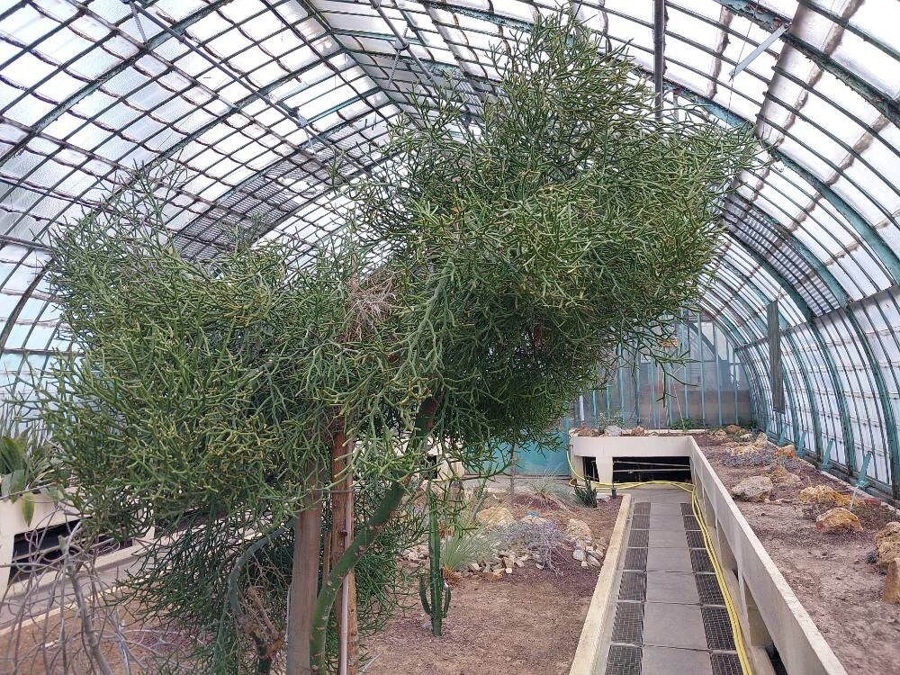 Euphorbia arahaka habit