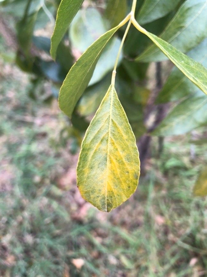 Bolusanthus speciosus leaf