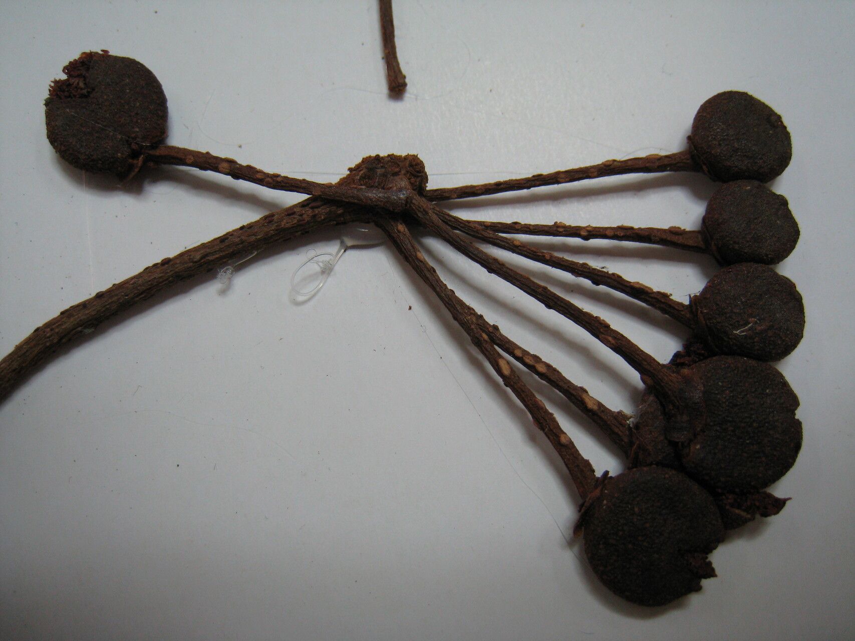 Marcgravia pedunculosa other