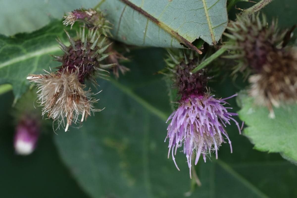 Cirsium yamauchii — search result for 'Cirsium'