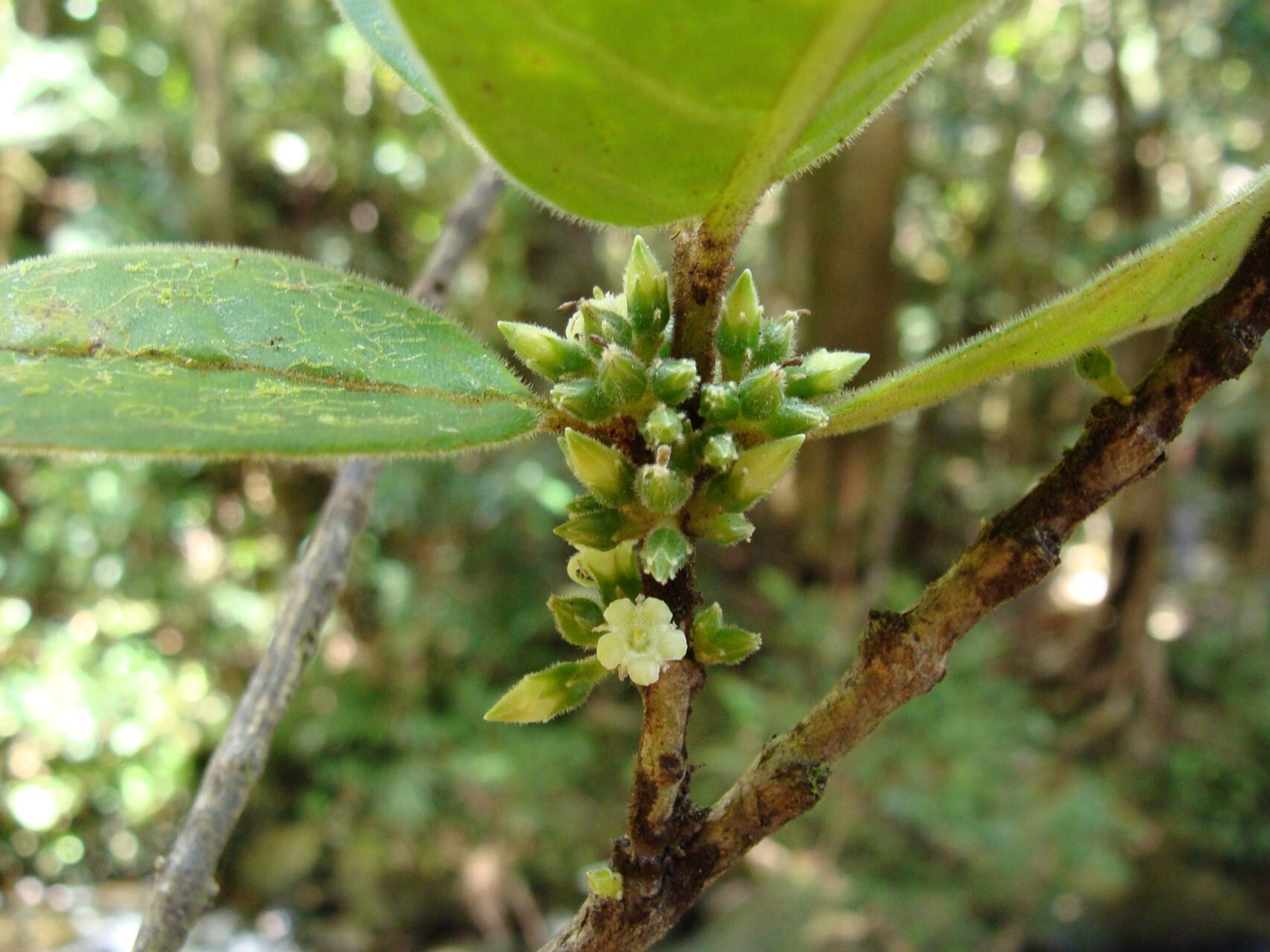 Geniostoma vestitum flower