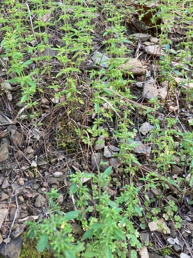 Hedeoma pulegioides leaf