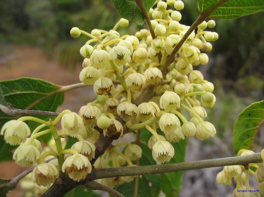 Elaeocarpus tremulus — houseplant care guide