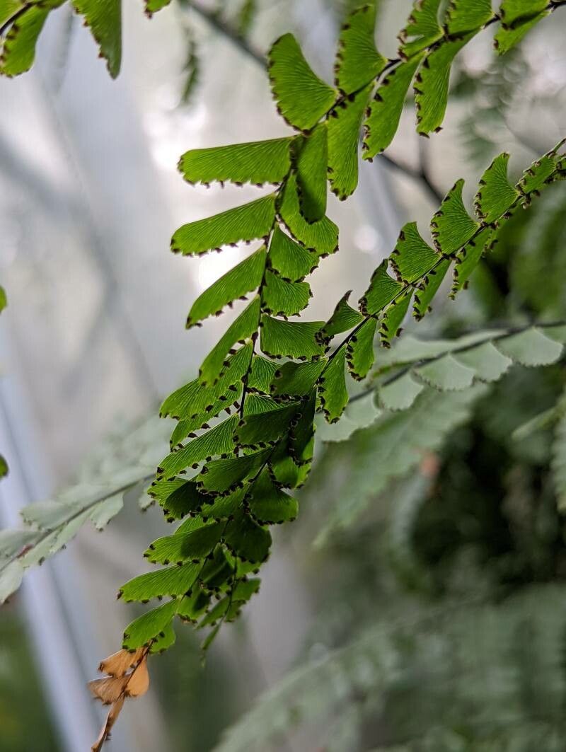 Adiantum polyphyllum fruit