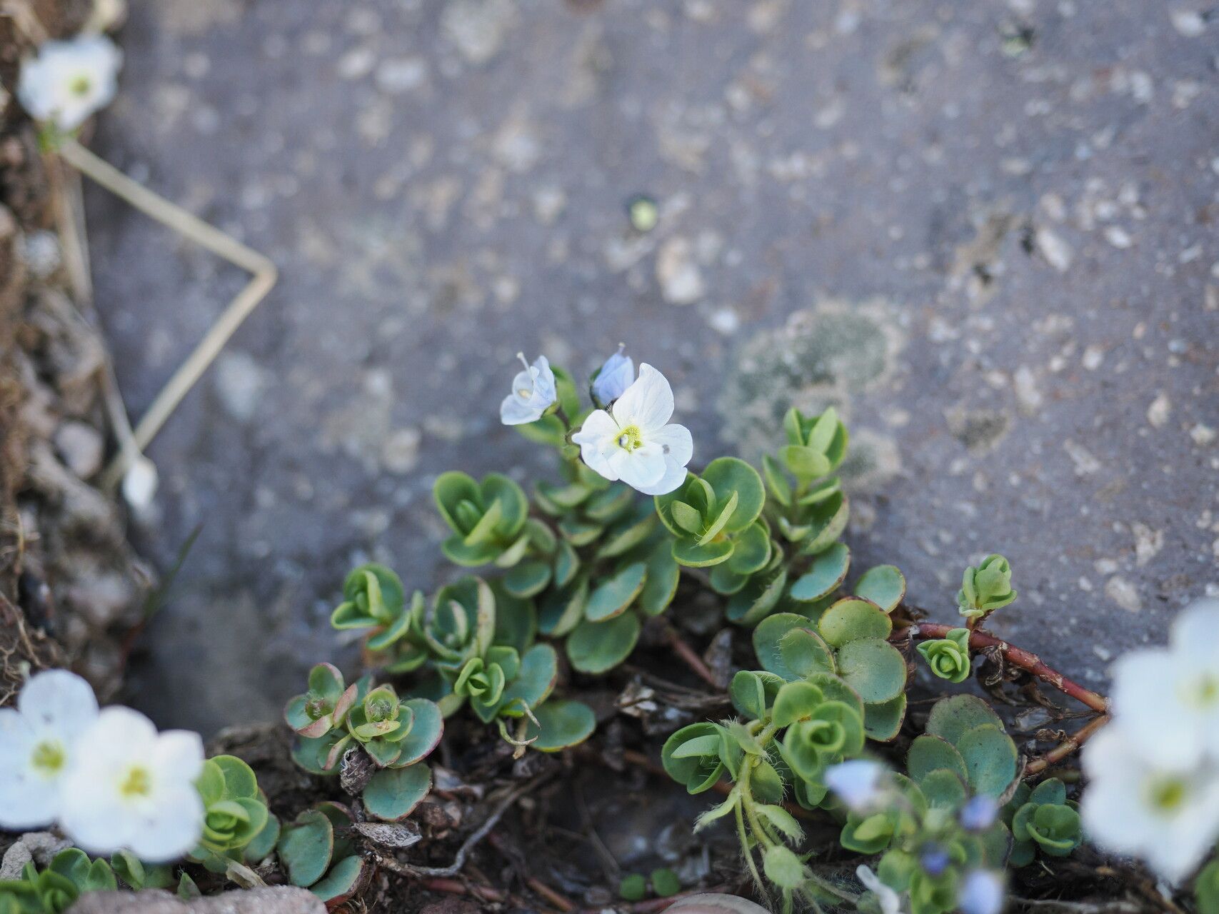 Veronica telephiifolia habit