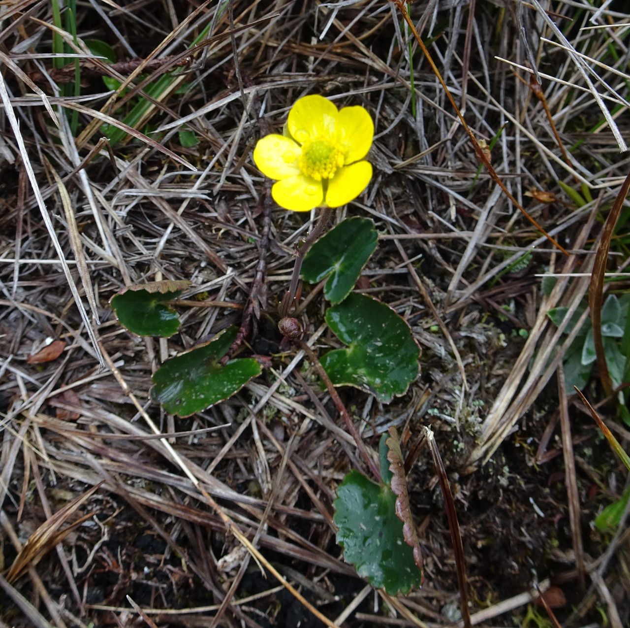 Ranunculus peruvianus habit