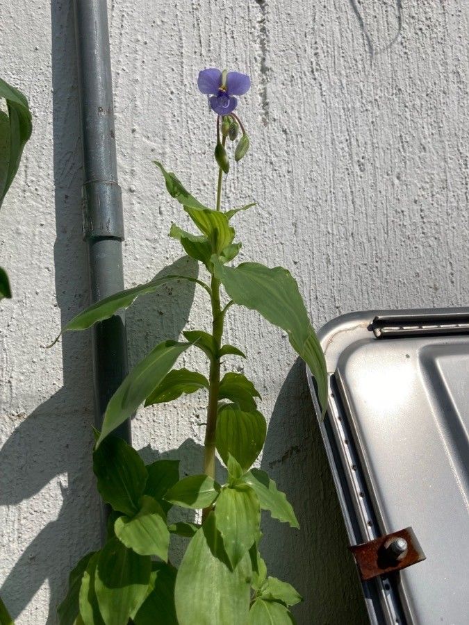 Tinantia erecta habit