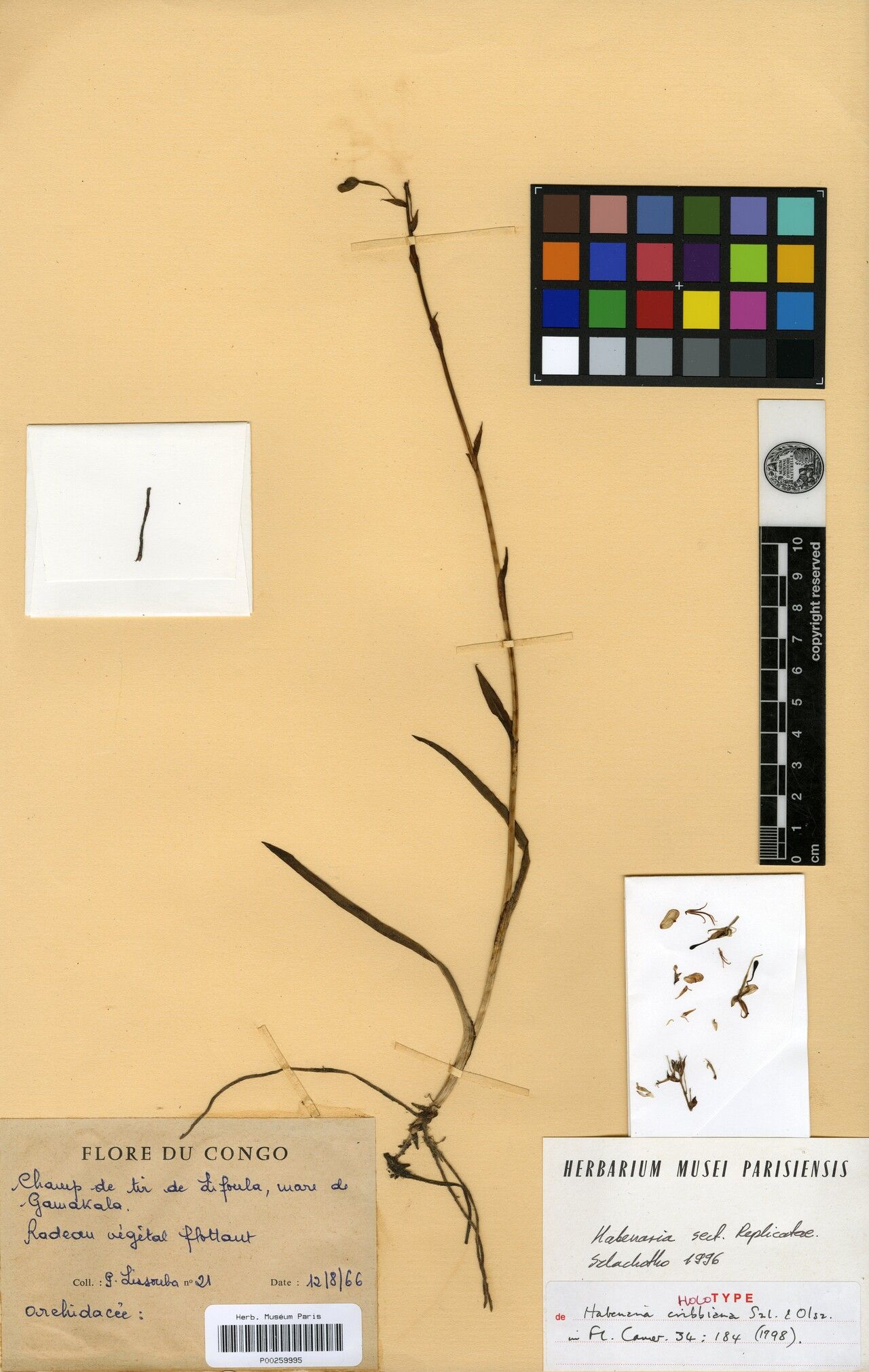 Habenaria cribbiana — houseplant care guide