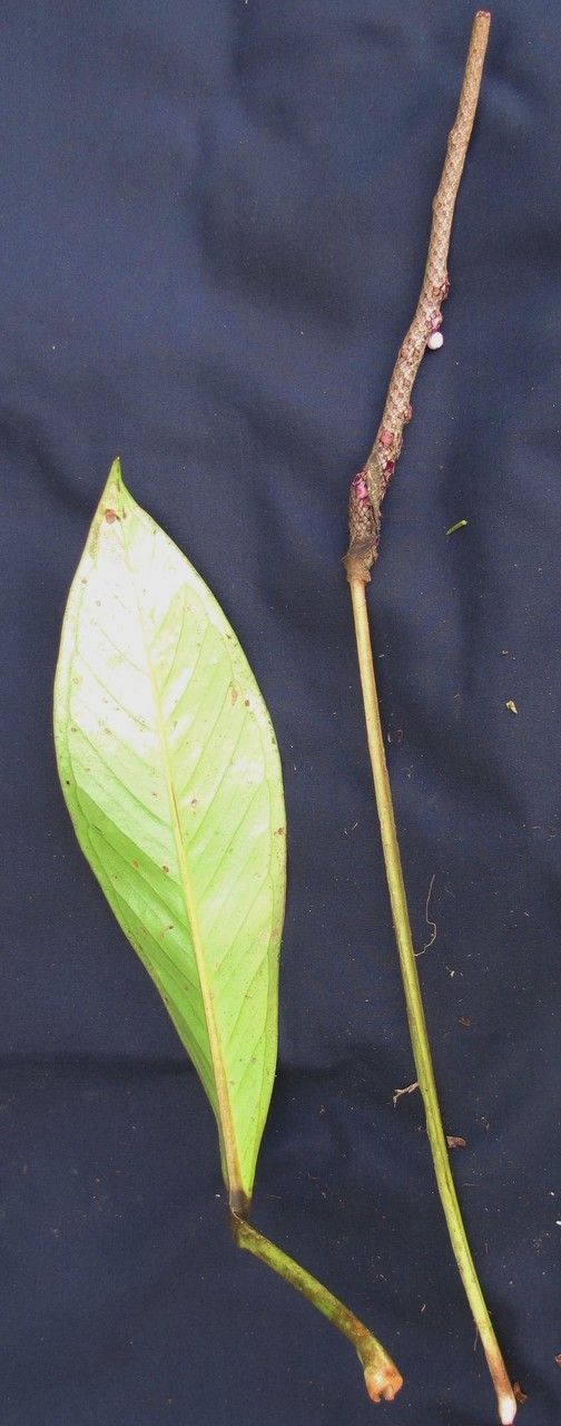 Anthurium alatipedunculatum other