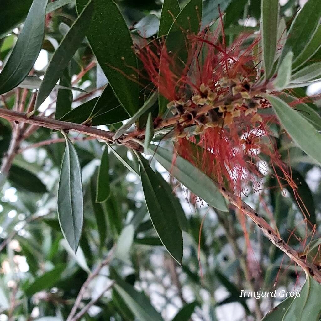 Melaleuca rugulosa flower