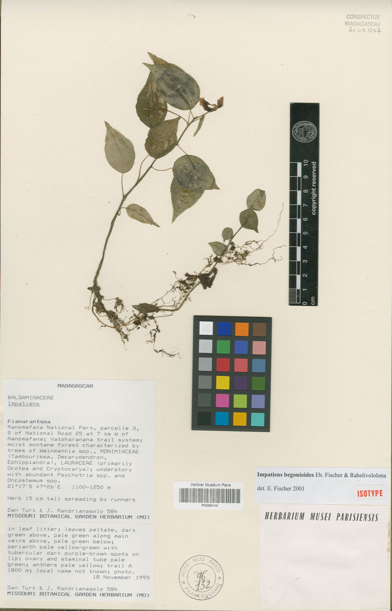 Impatiens begonioides — houseplant care guide