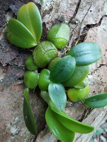 Bulbophyllum elliottii habit