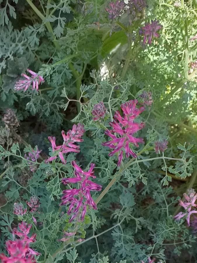 Fumaria officinalis flower