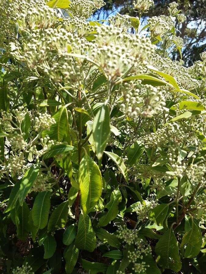 Backhousia citriodora leaf