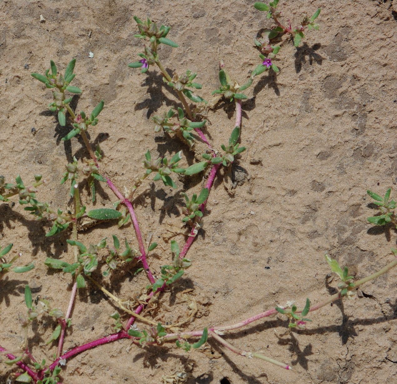 Sesuvium hydaspicum habit