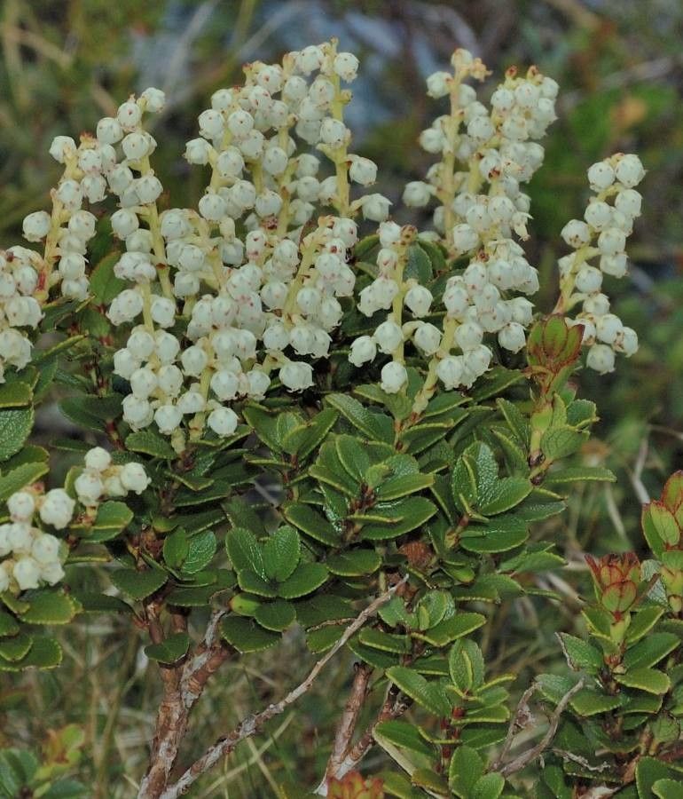 Gaultheria myrsinoides flower