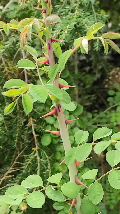 Rosa multibracteata bark