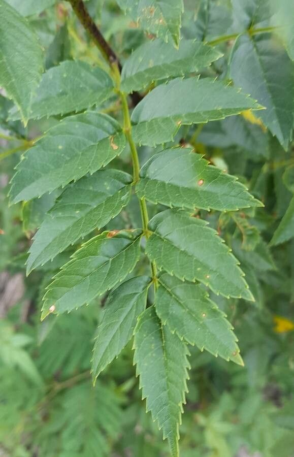 Tecoma fulva leaf
