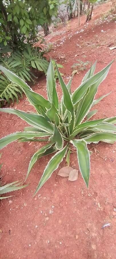 Furcraea selloa habit