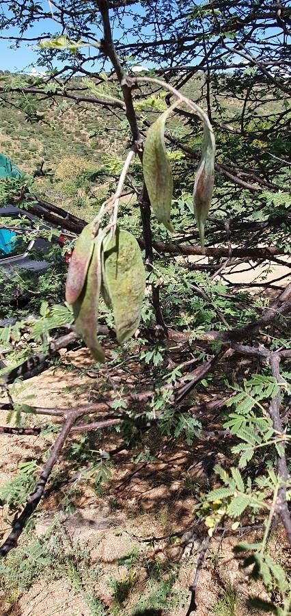 Senegalia goetzei fruit