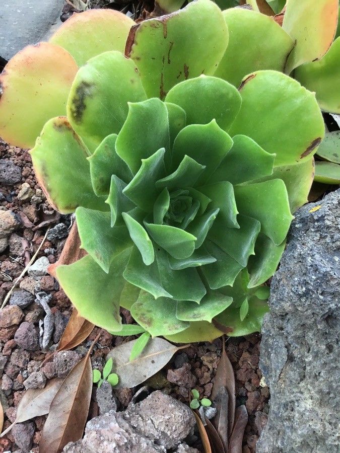 Aeonium virgineum leaf