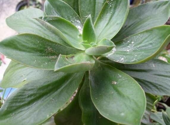 Echeveria maxonii — houseplant care guide