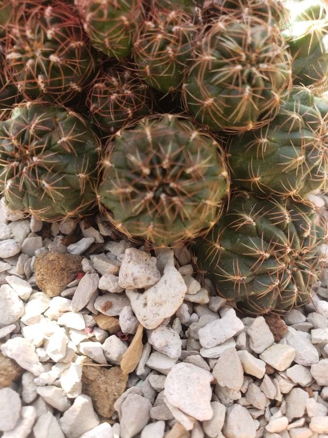 Sulcorebutia tarabucoensis leaf
