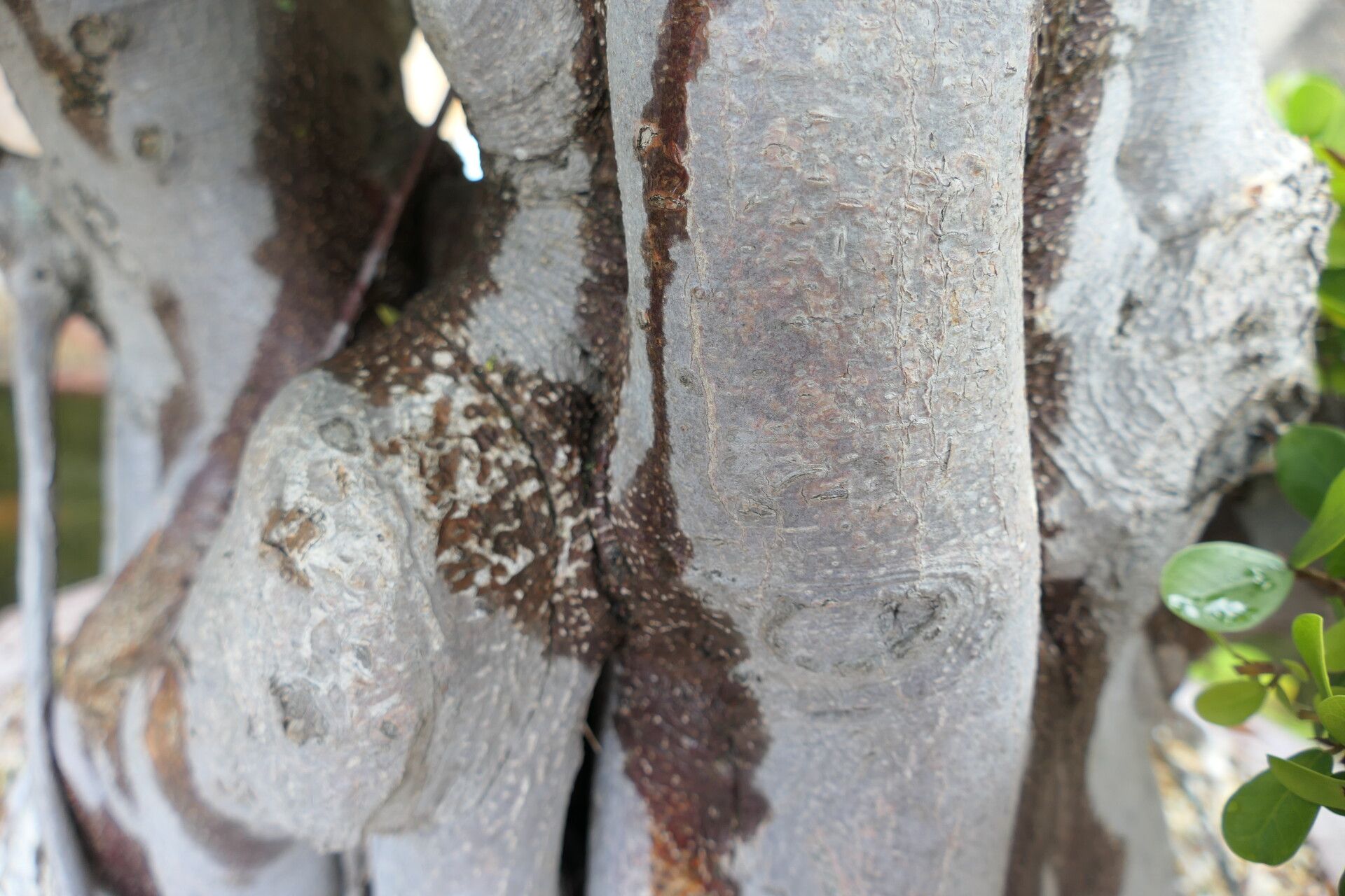 Ficus natalensis bark