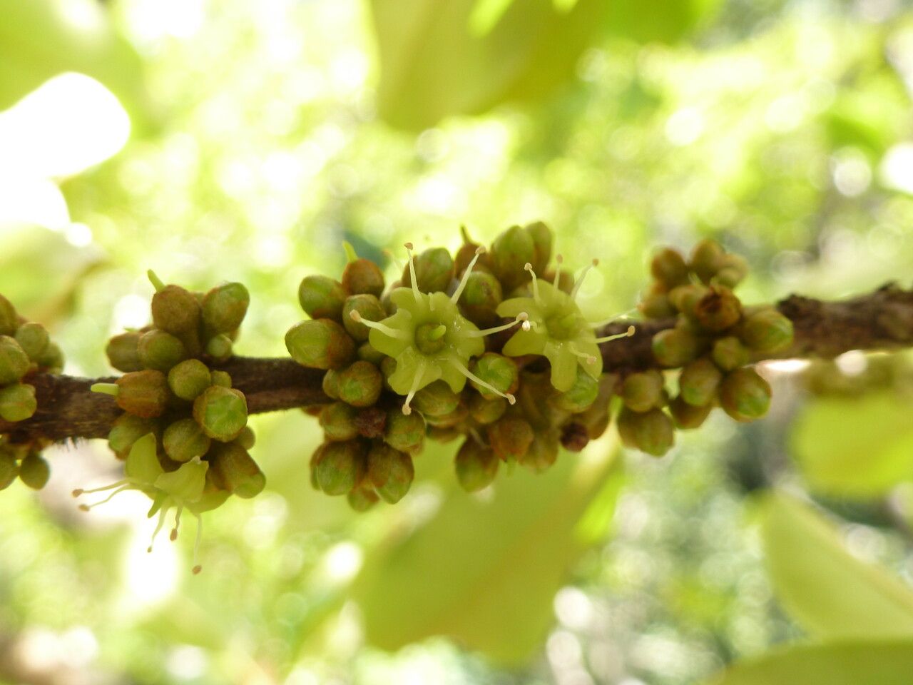 Pradosia cochlearia flower