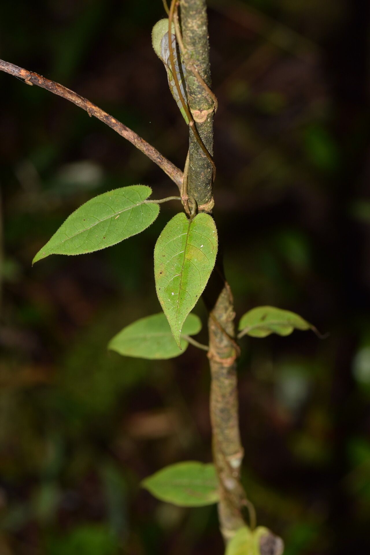 Paederia mandrarensis — houseplant care guide