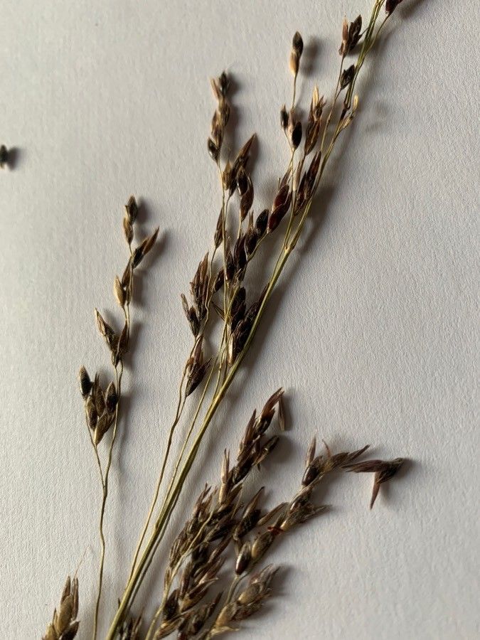 Sporobolus pungens fruit