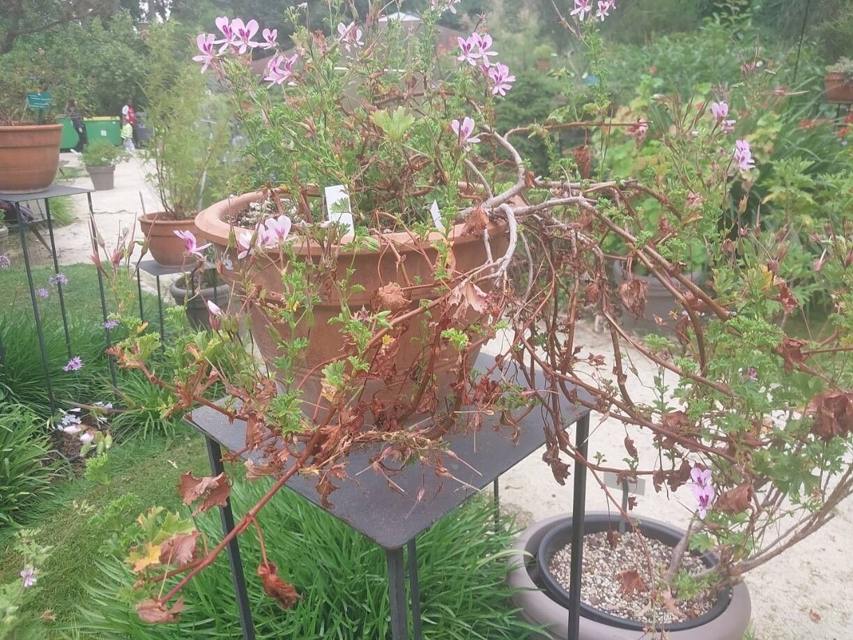Pelargonium scabroide habit