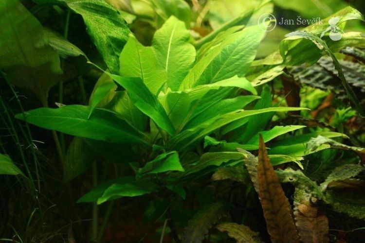 Hygrophila corymbosa habit