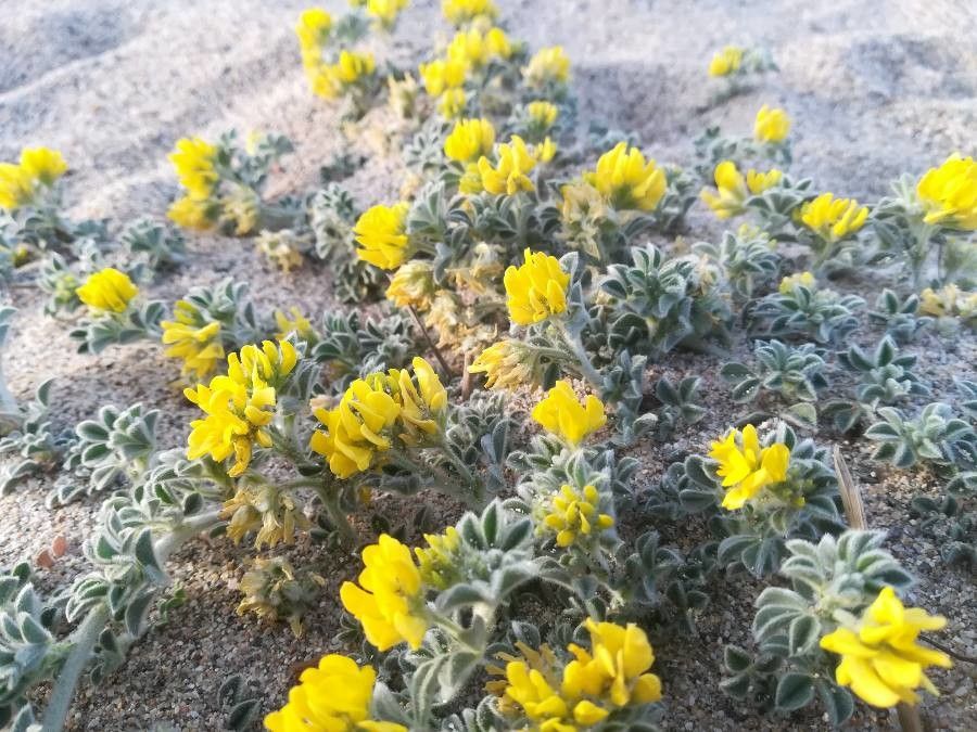 Medicago marina flower