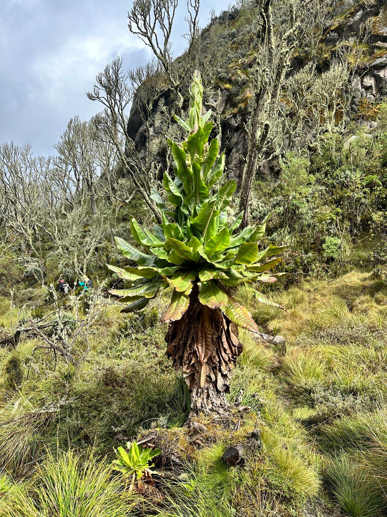 Dendrosenecio adnivalis — related species from the same genus