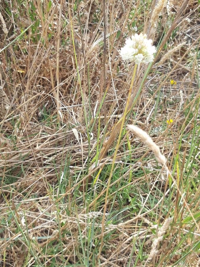 Allium pallens habit