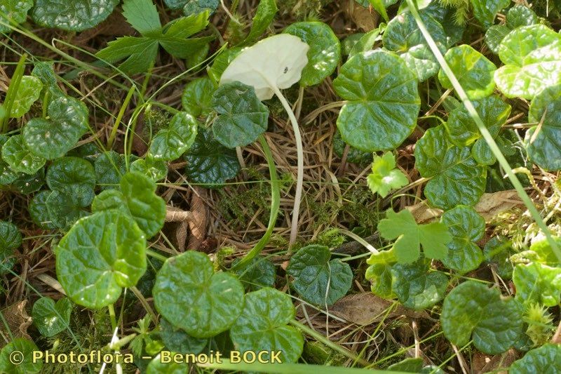 Homogyne discolor habit