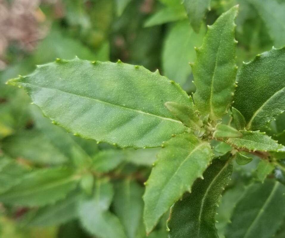 Prostanthera lasianthos — houseplant care guide