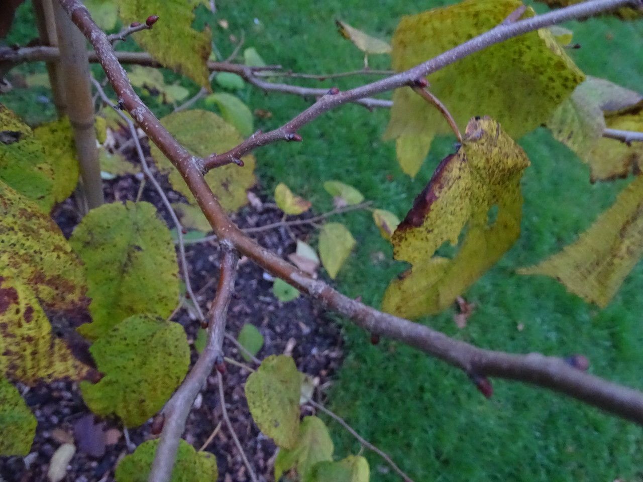 Corylus fargesii bark