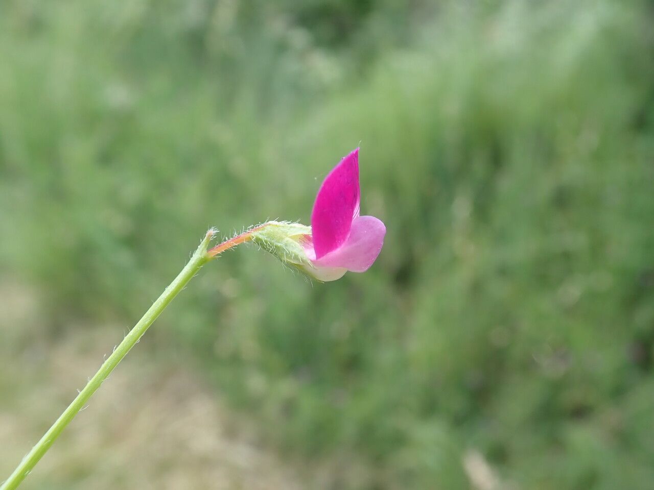 Lathyrus hirsutus flower