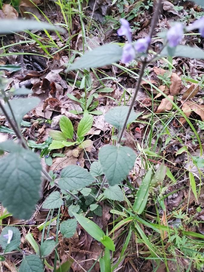 Scutellaria alabamensis — related species from the same genus