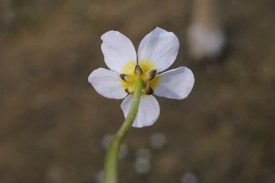 Ranunculus sphaerospermus flower