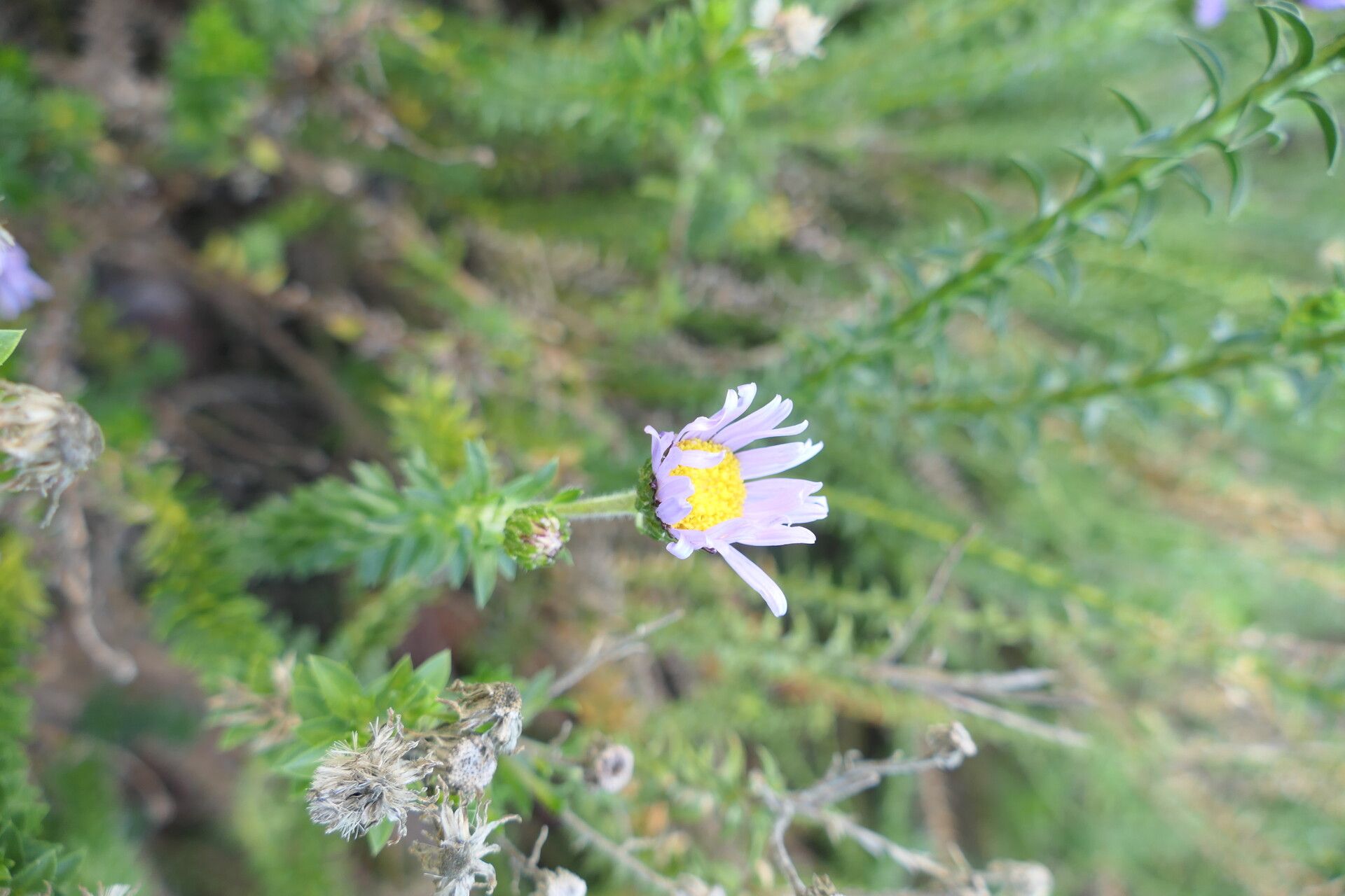 Felicia echinata flower