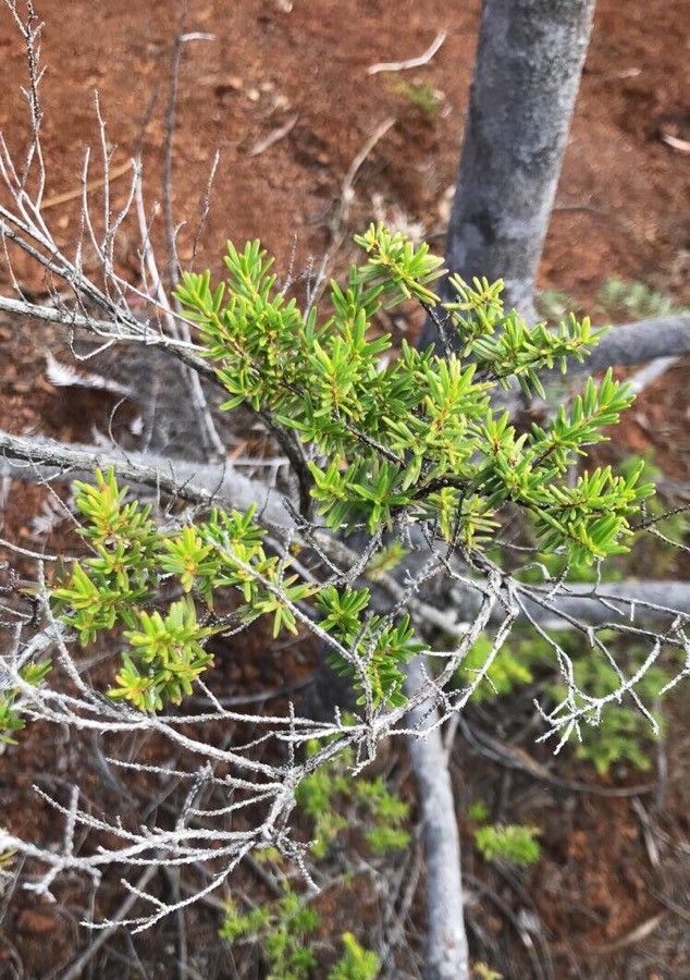 Sannantha leratii habit