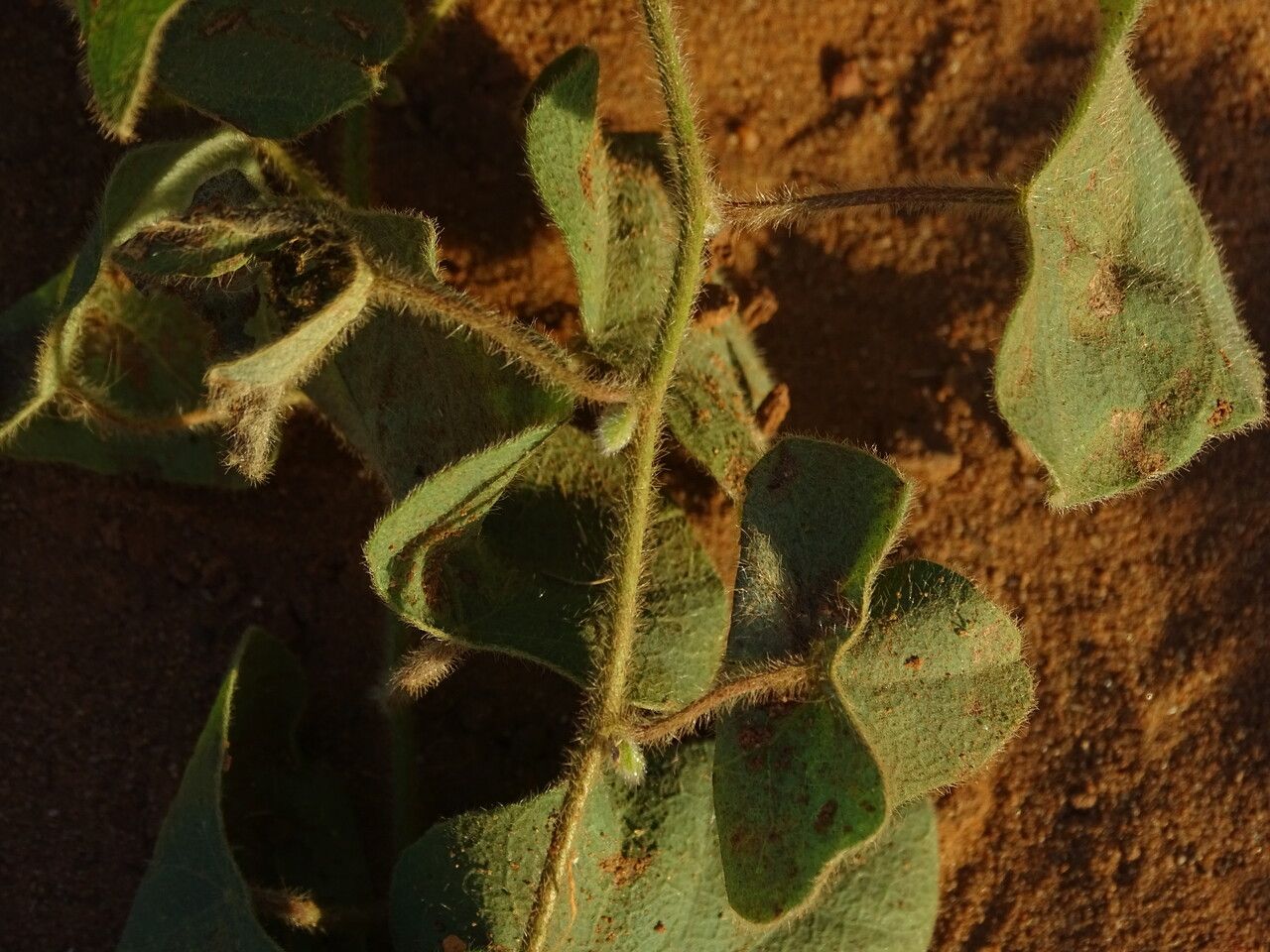 Ipomoea involucrata bark